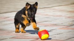 german shepherd picture - Google'da Ara.jpg